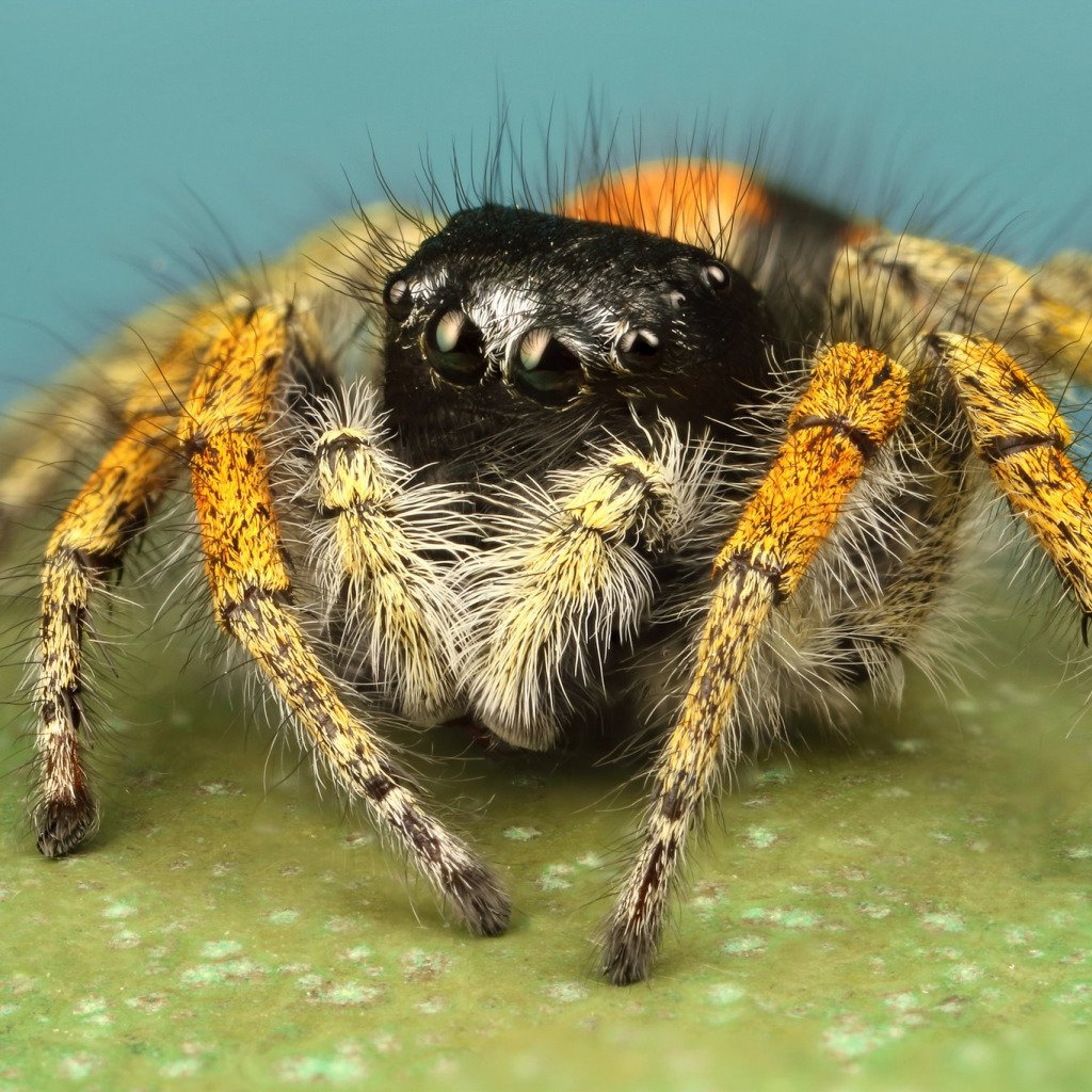 Паук Тарантул