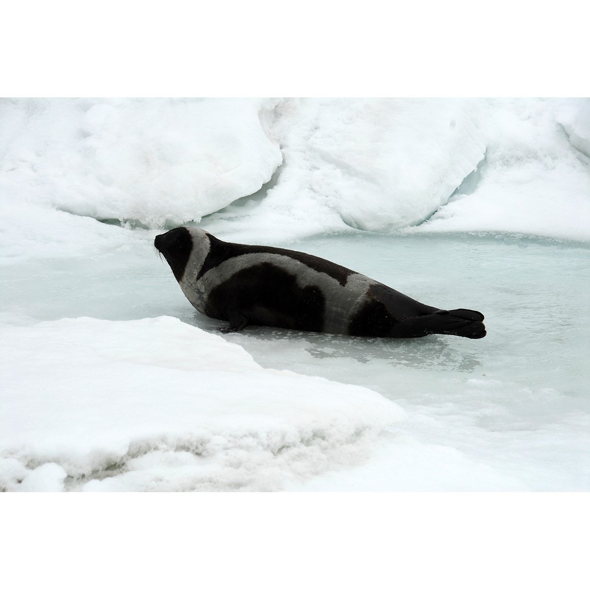 Полосатый тюлень крылатка