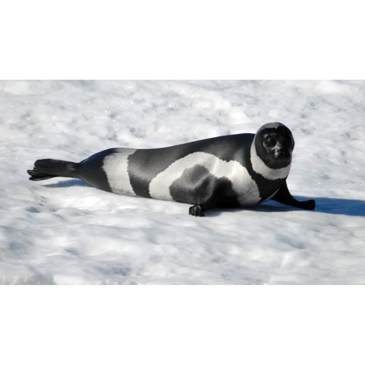 Полосатый тюлень или крылатка