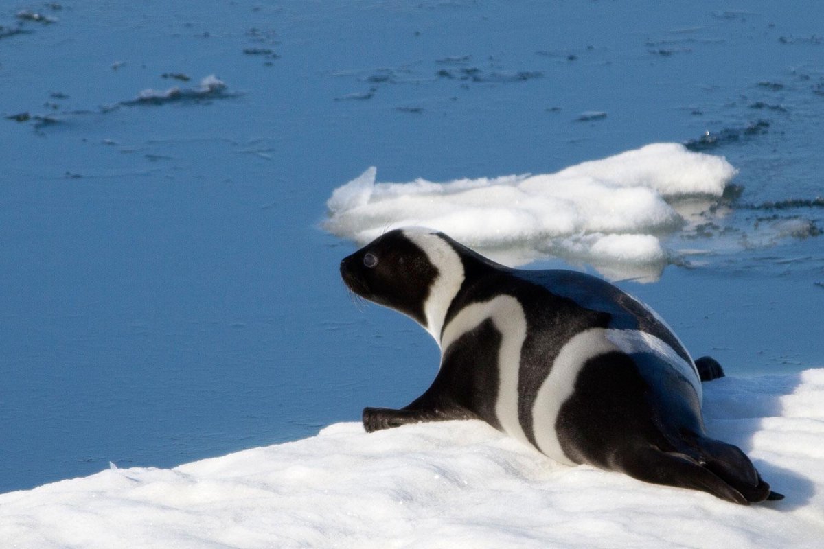 Крылатка Нерпа