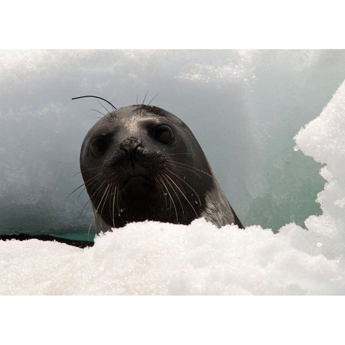 Крылатка Нерпа