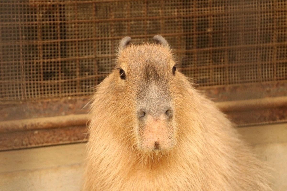 Капибара под землей
