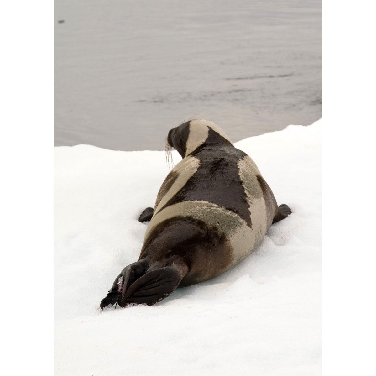 Полосатый тюлень крылатка