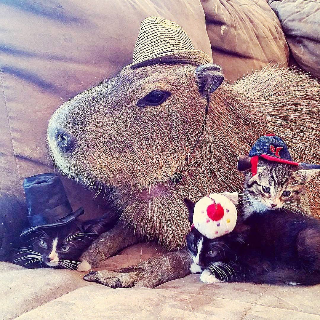 Капибара Джо Джо