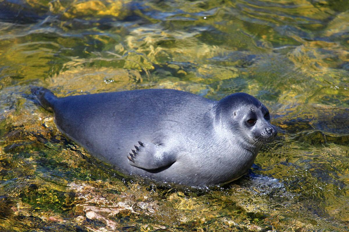 Каспийская кольчатая Нерпа