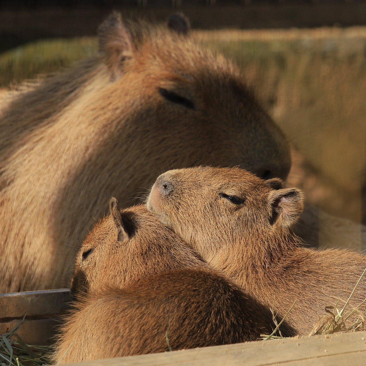 Карликовая капибара