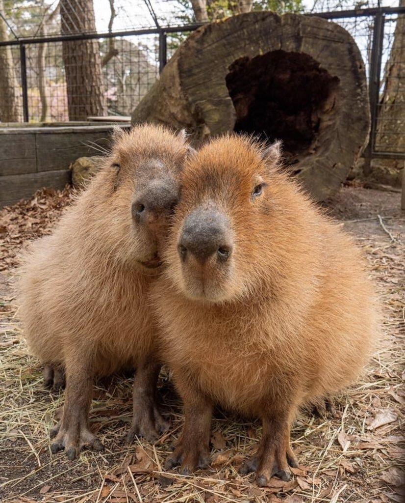 Капибара в Мексике