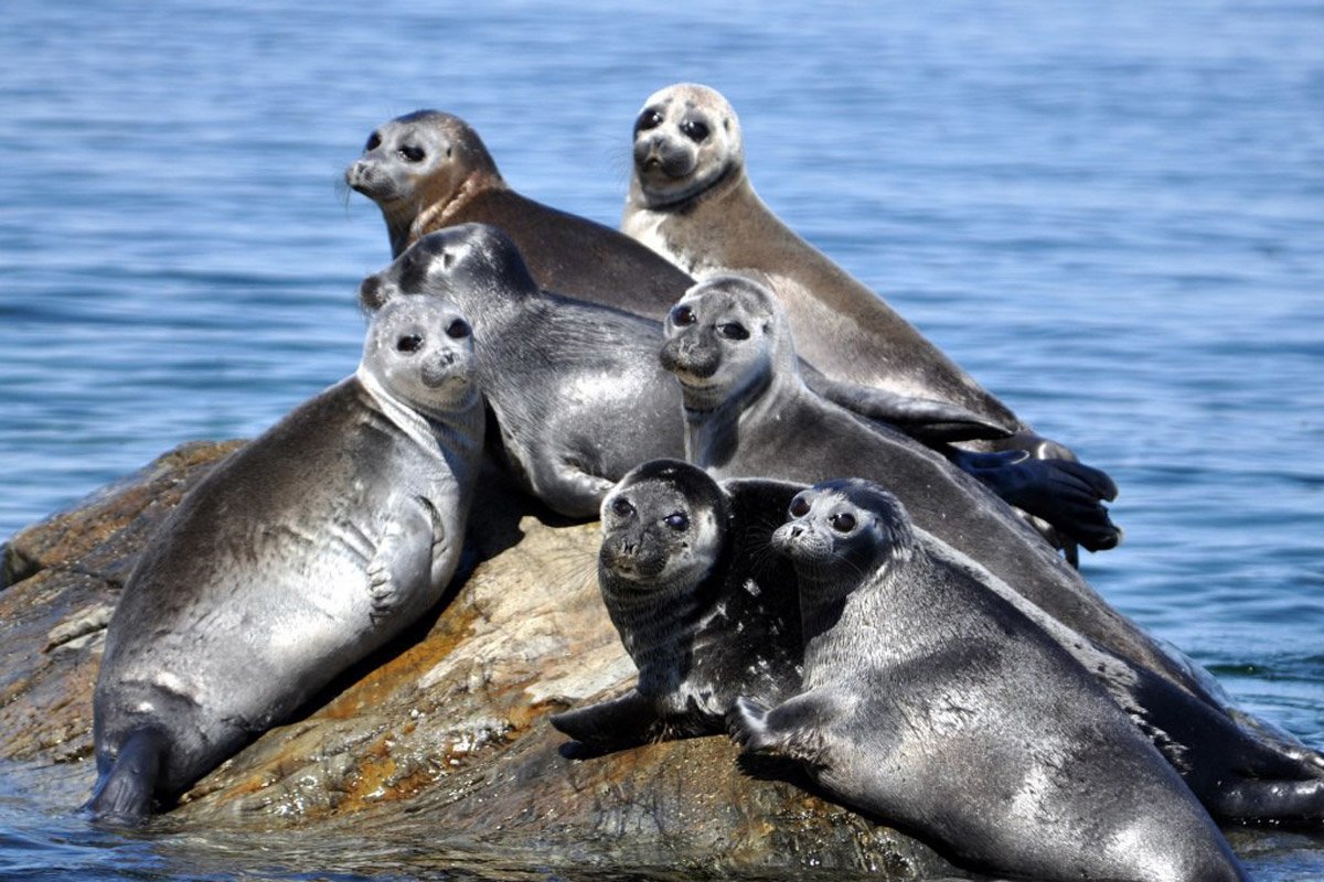 Тюлень Нерпа Байкал