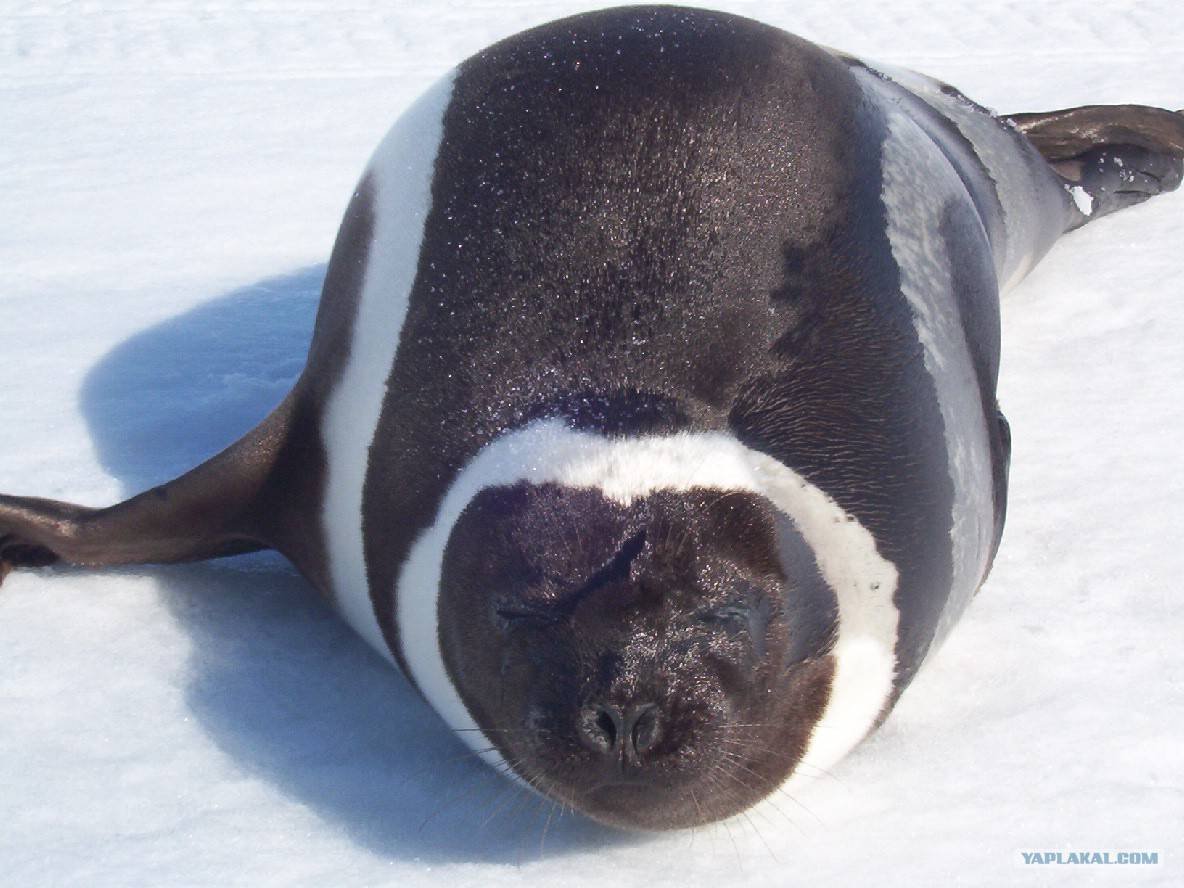 Крылатка ластоногие