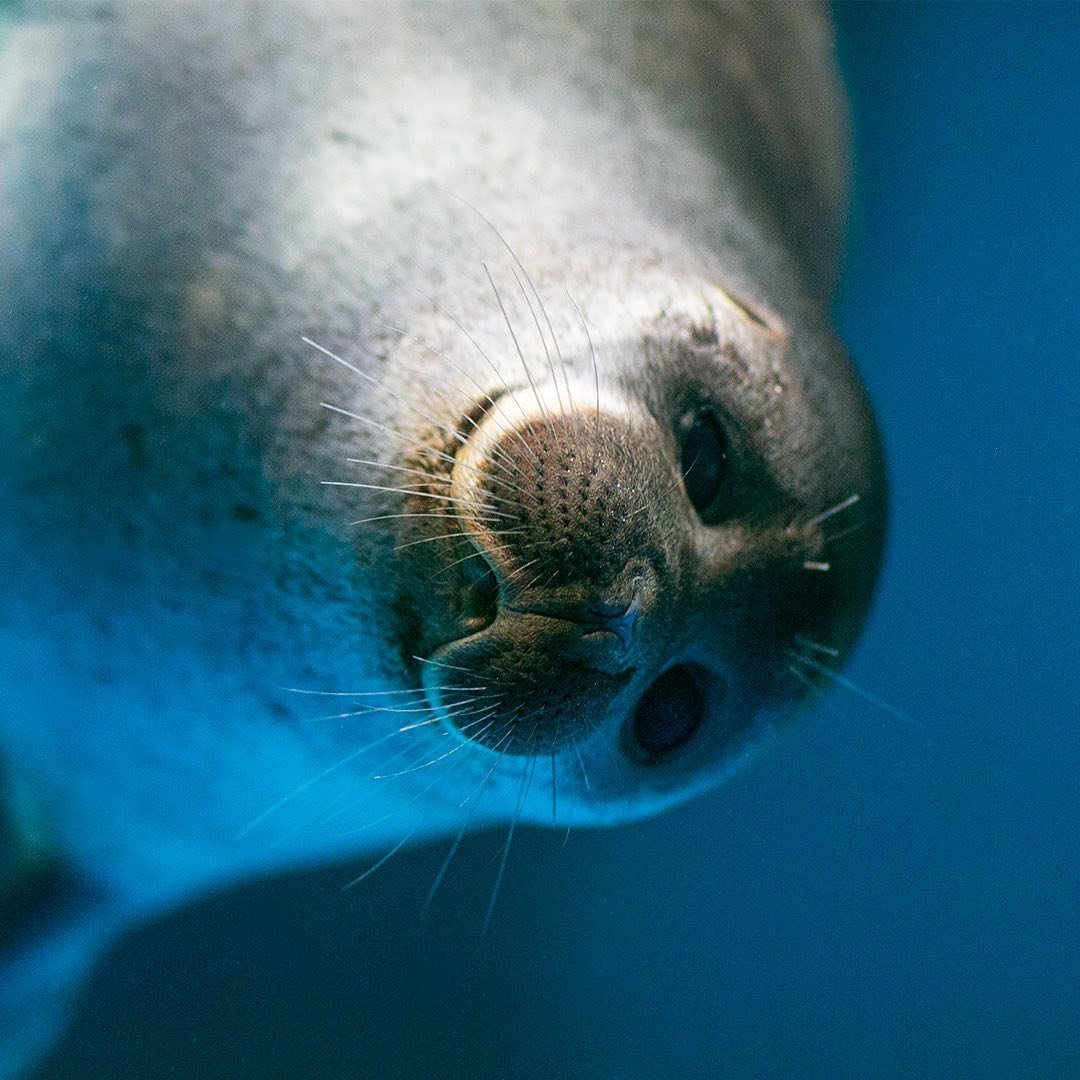 Глаза Байкальской нерпы