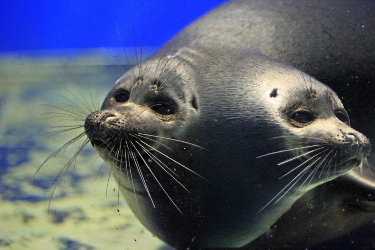 Байкальский тюлень Нерпа