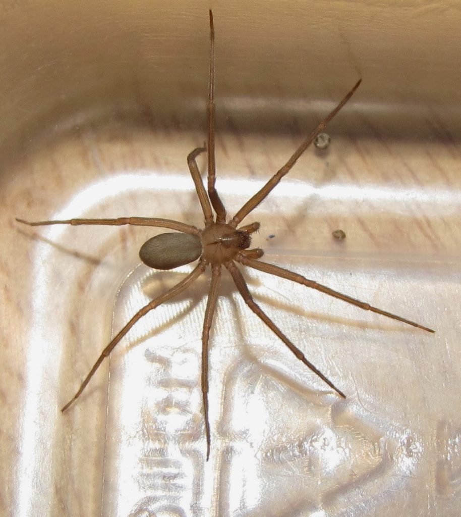 Коричневый паук отшельник