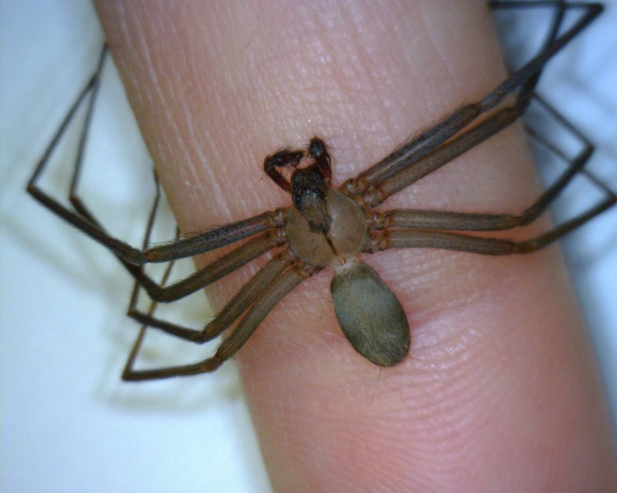 Бурый паук отшельник