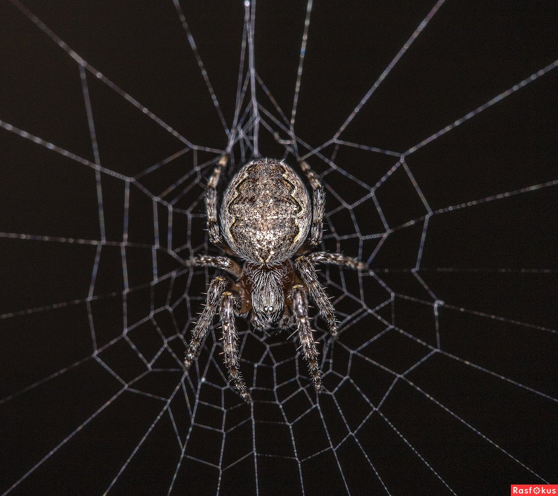Паук на паутине