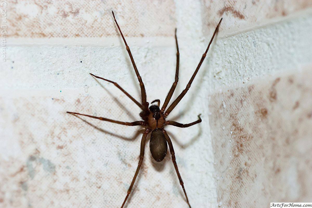 Brown Recluse Spider паук