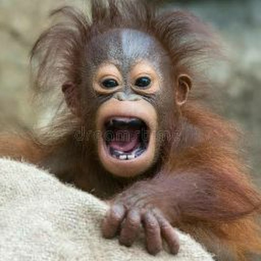 Обезьянка с волосами дыбом