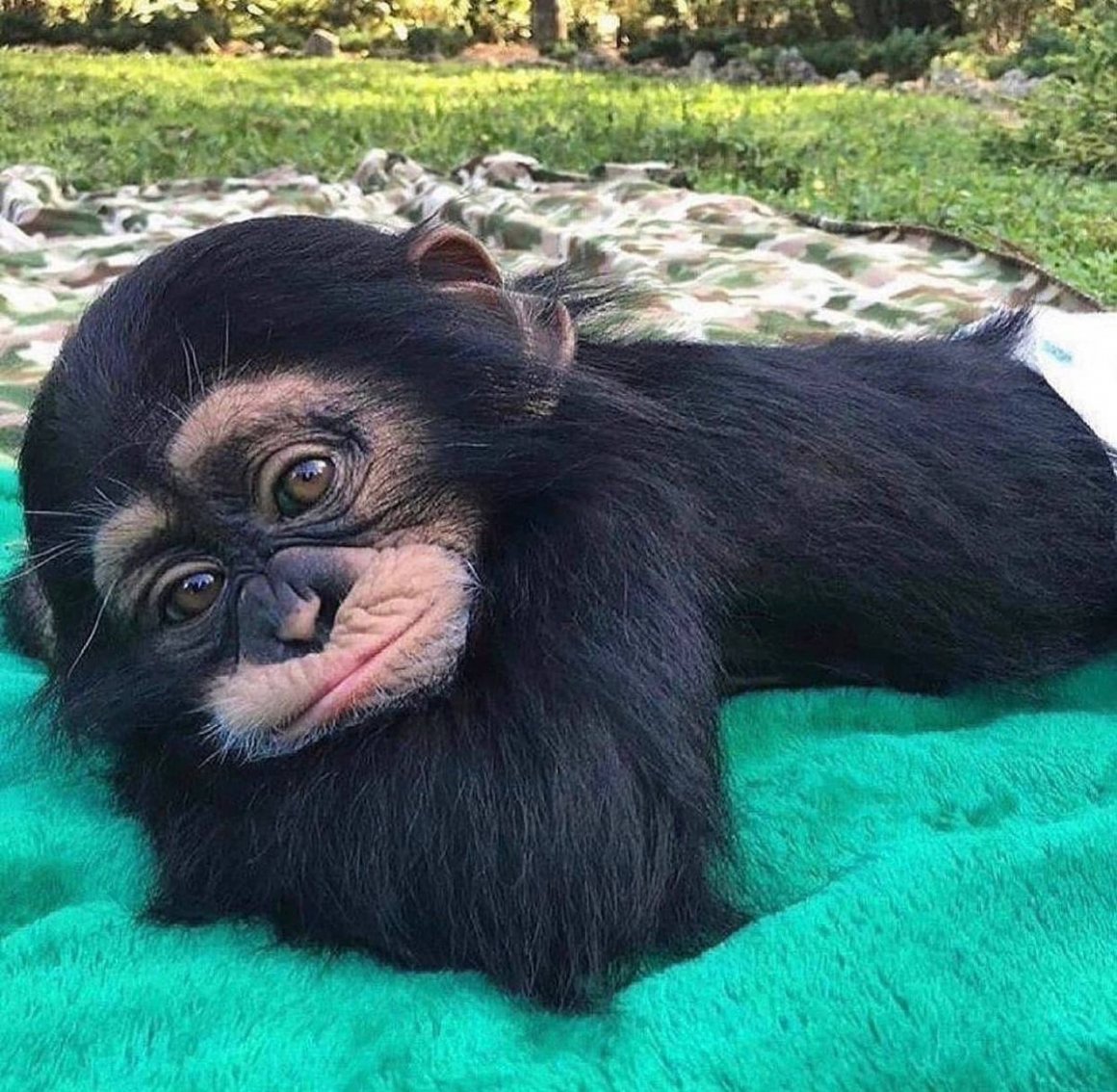 Маленькая черная обезьянка