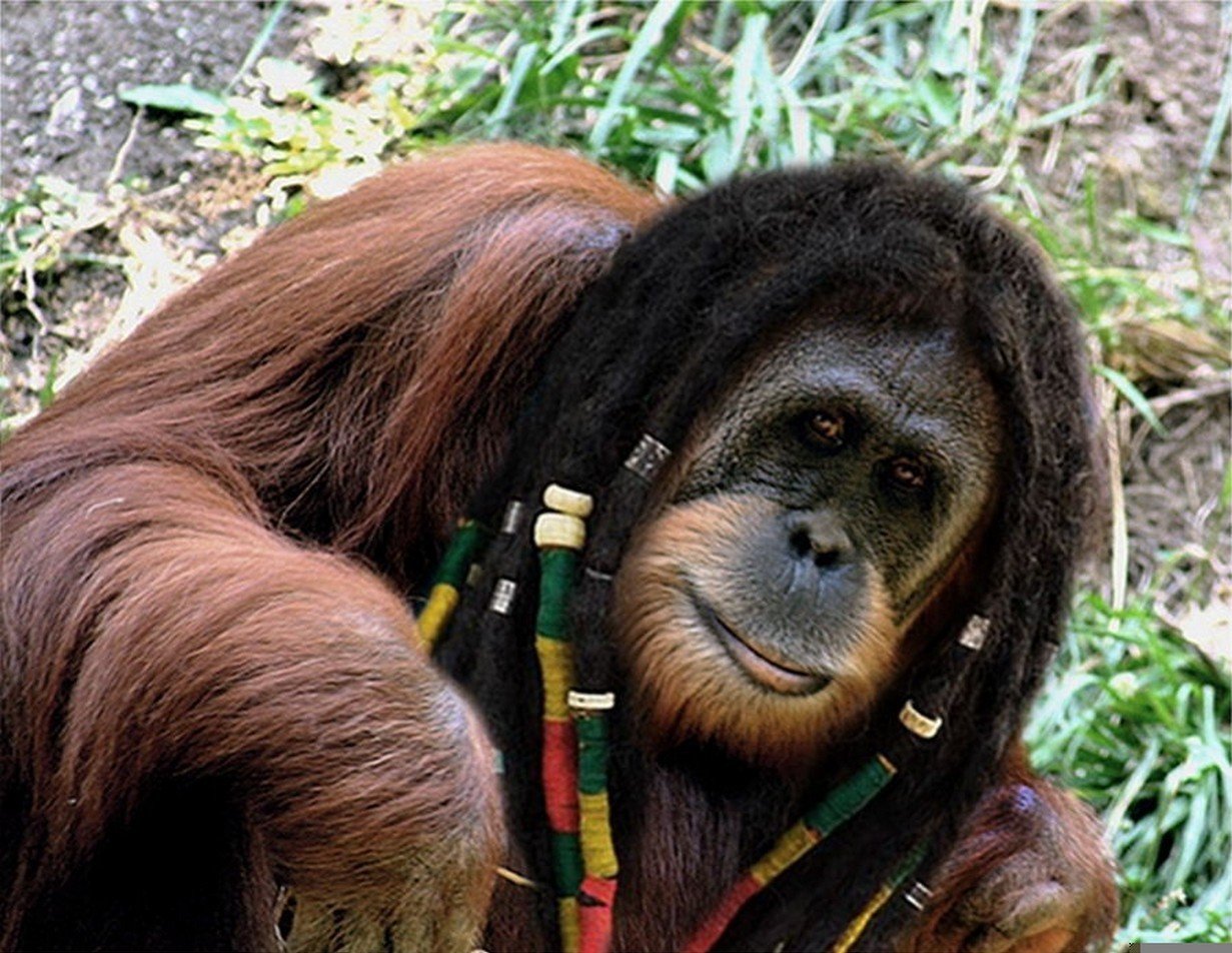 Горилла орангутан шимпанзе. Обезьяна. Обезьяна с дредами. Обезьяна с прической. Абиязяна с длинными волосами.