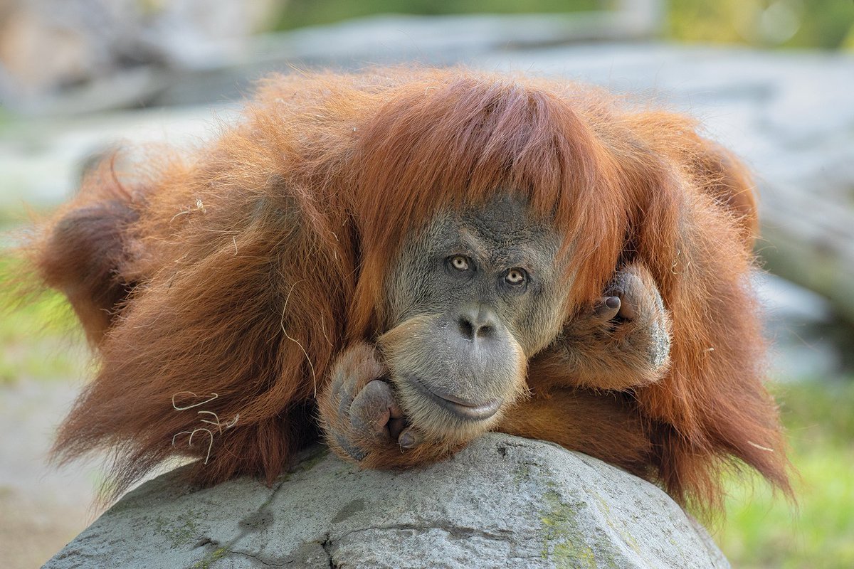 Обезьяна породы орангутанг