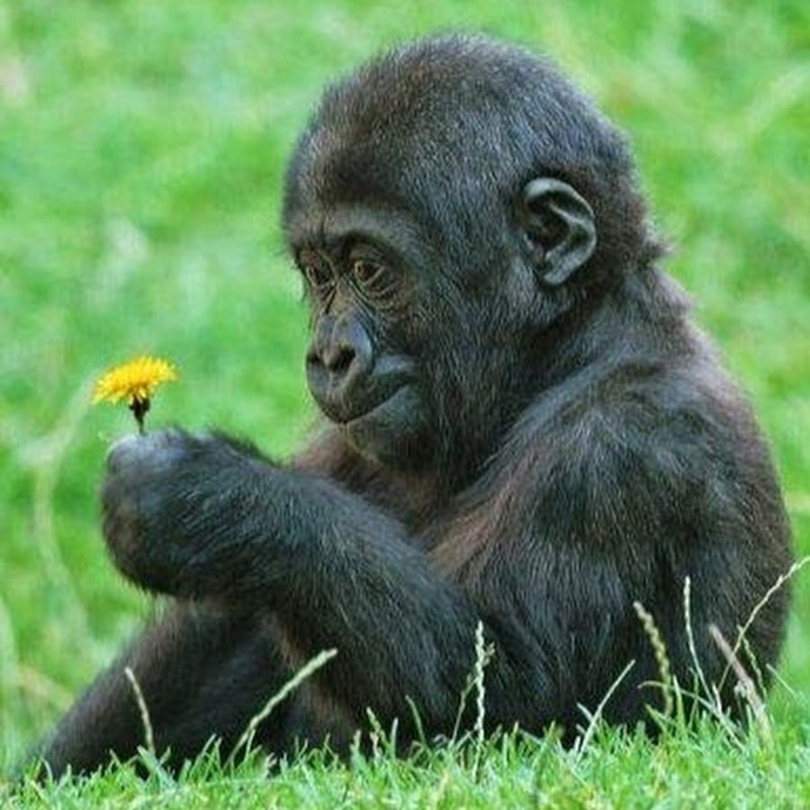 Обезьяна с цветком