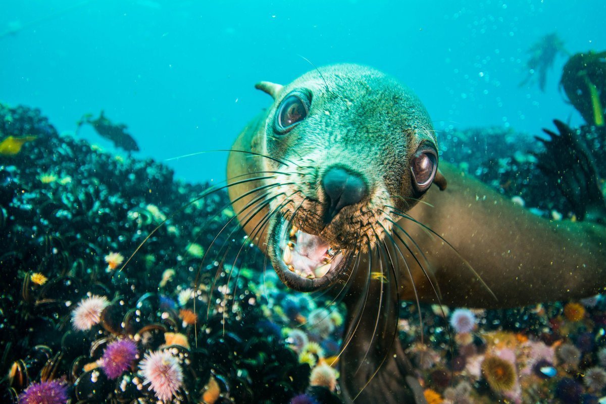 Жители подводного мира