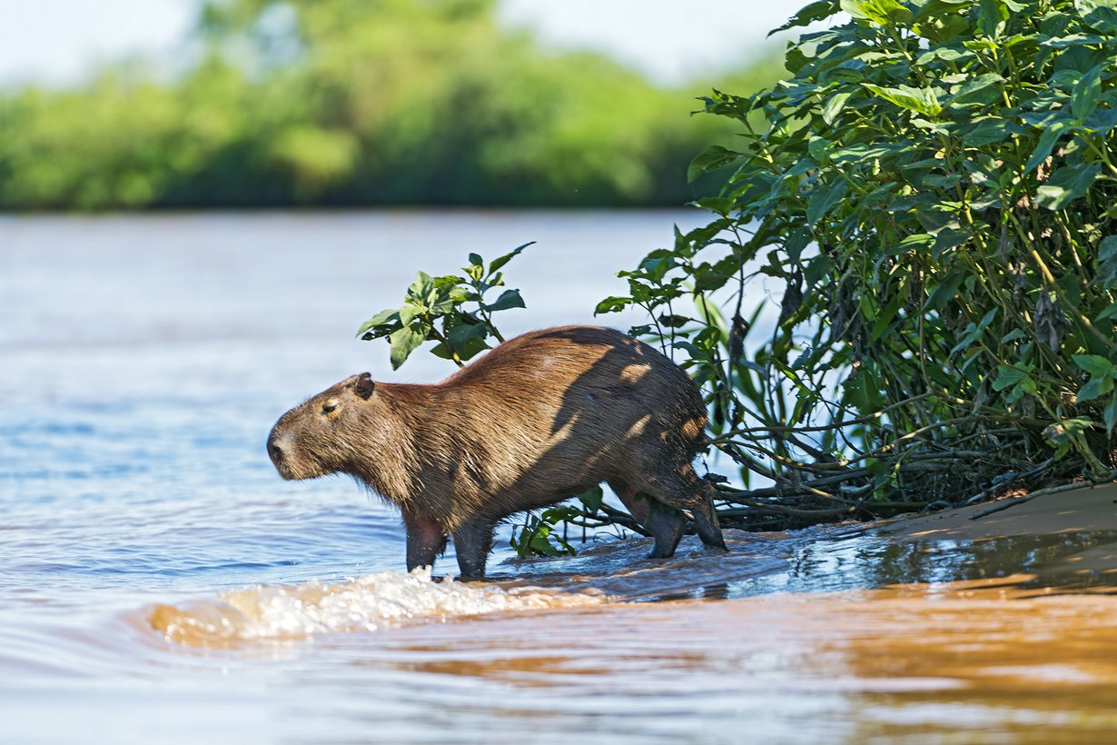 Животные живущие без воды. Капибара в Амазонке. Выдра и капибара. Капибары в Бразилии. Водосвинка капибара.