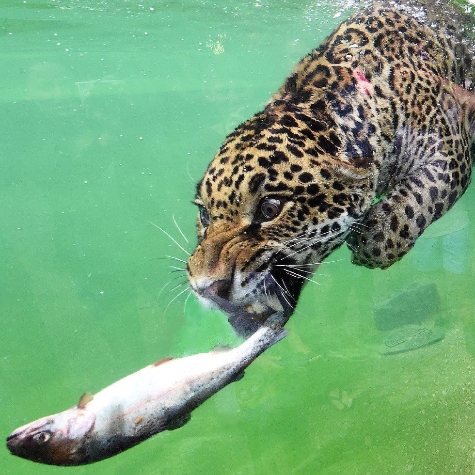 Ныряющие животные