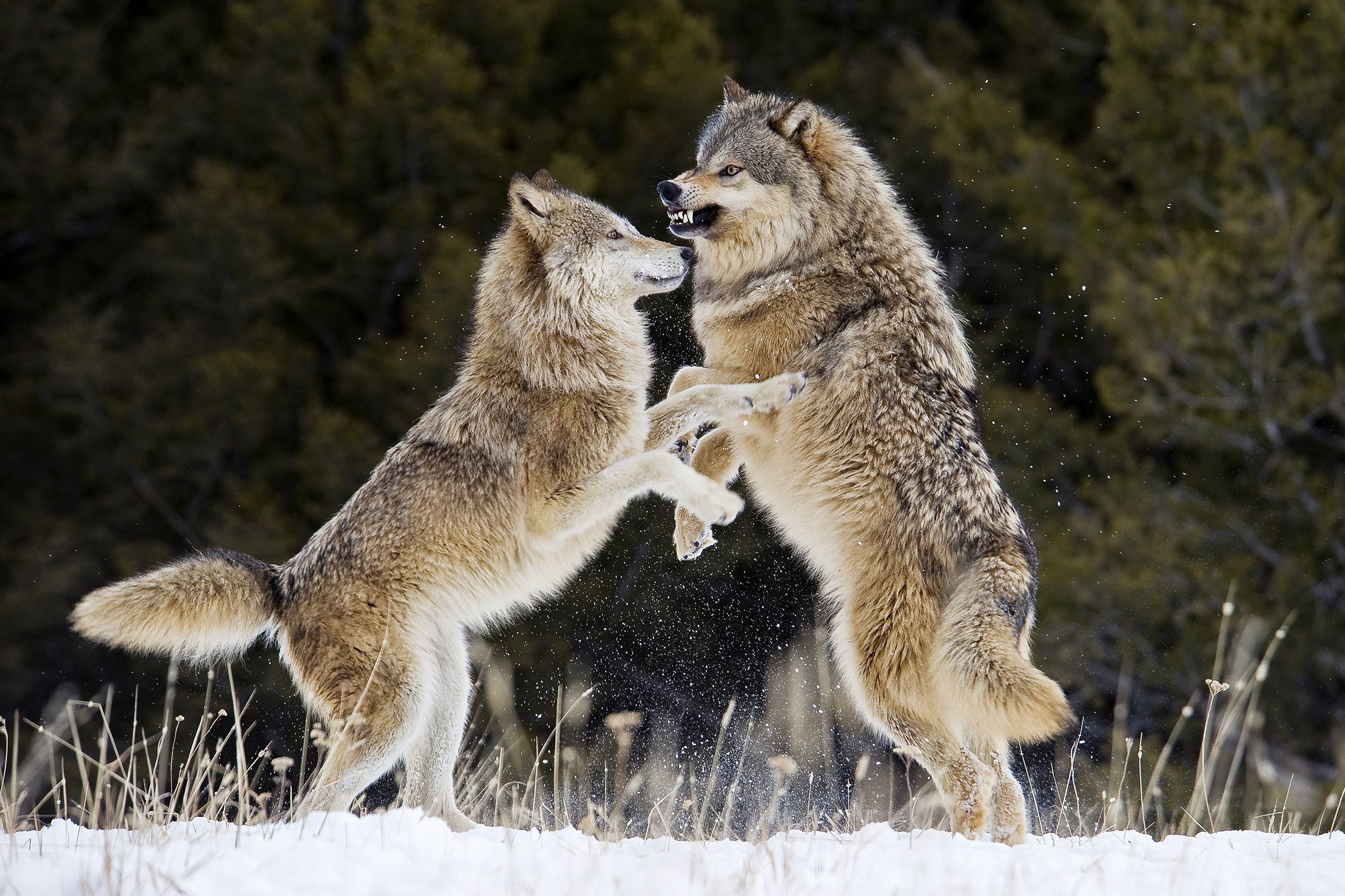 Волк точка ру. Волк самец и самка. Альфа самка волк. Большие волки. Стая Волков.
