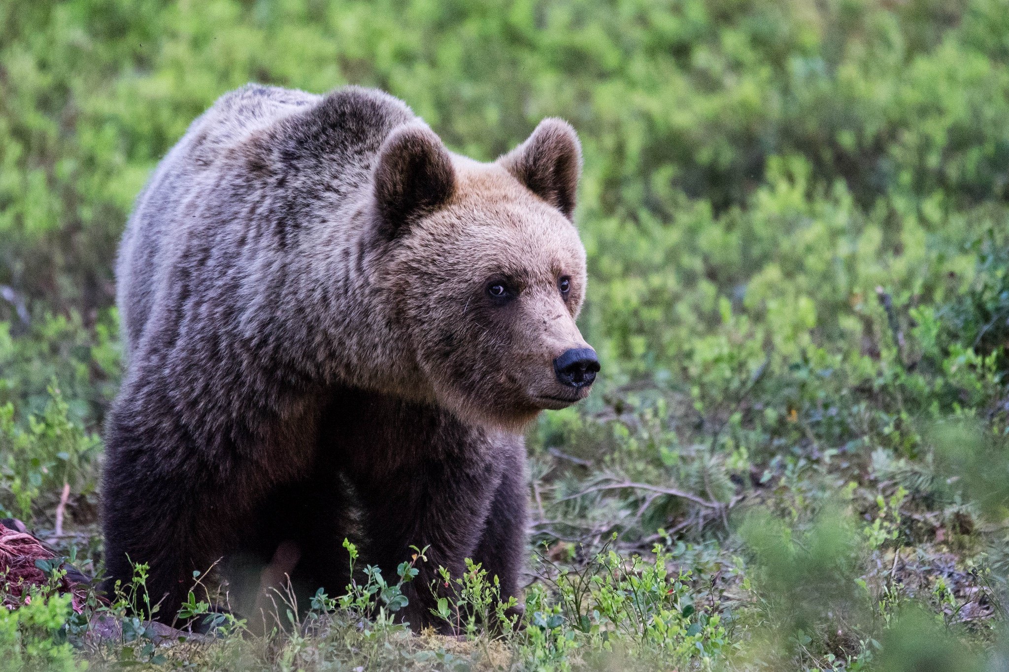 Ч бурый медведь. Бурый медведь Хабаровского края. Бурый медведь на Урале. Медведь субтропики. Бурый медведь Южного Урала.
