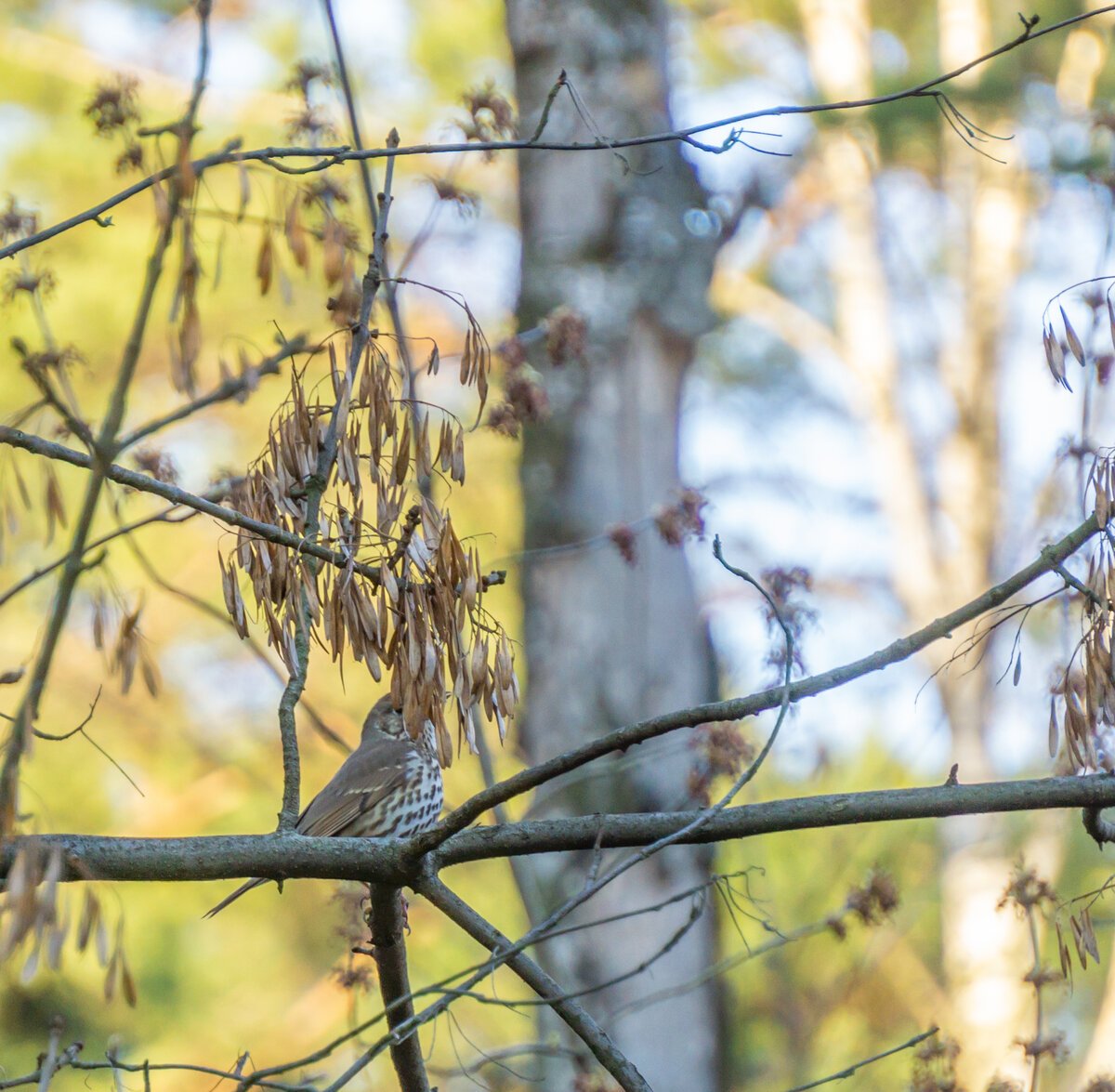 Певчие птицы Ростовской