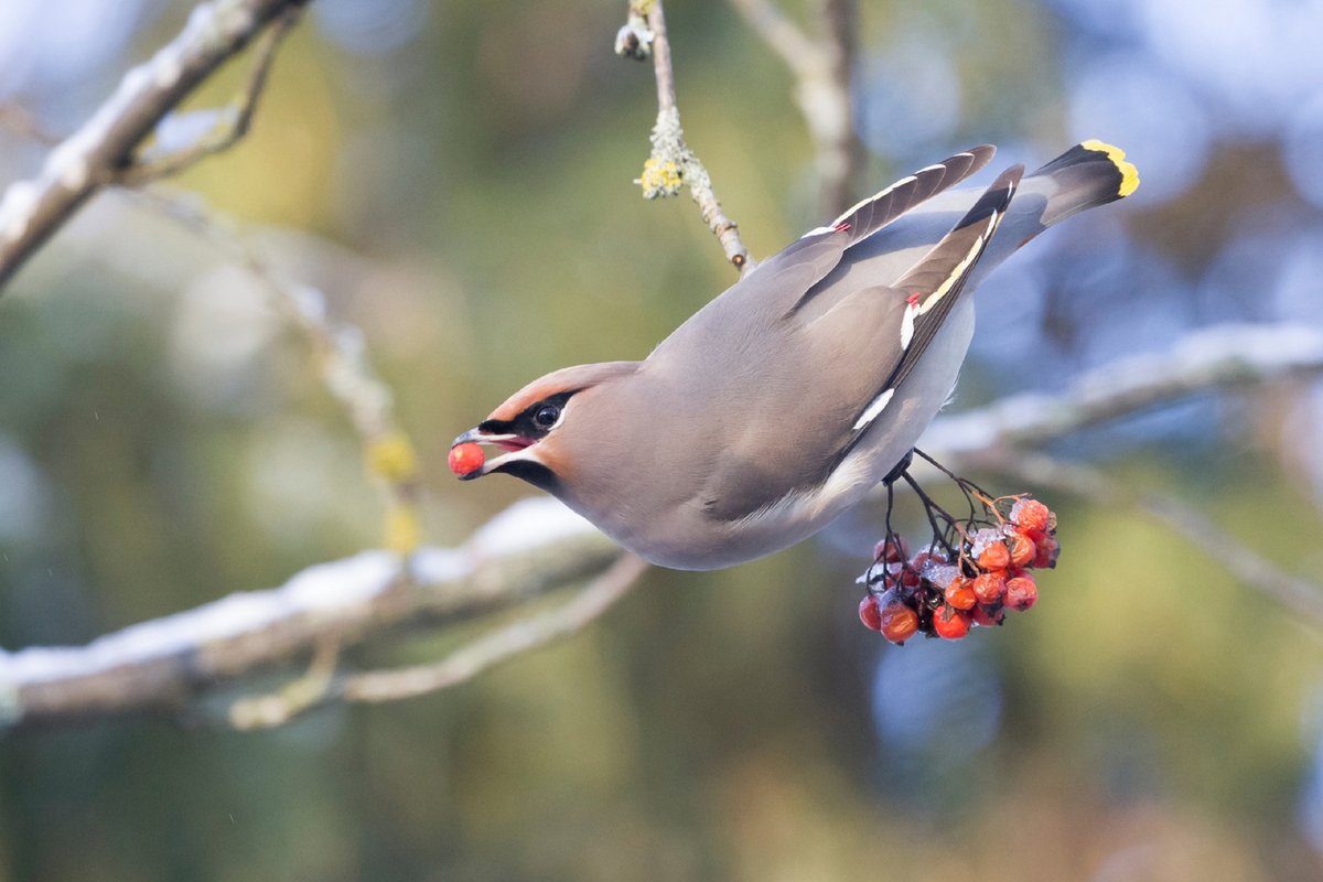 Птичка с рябиной в клюве