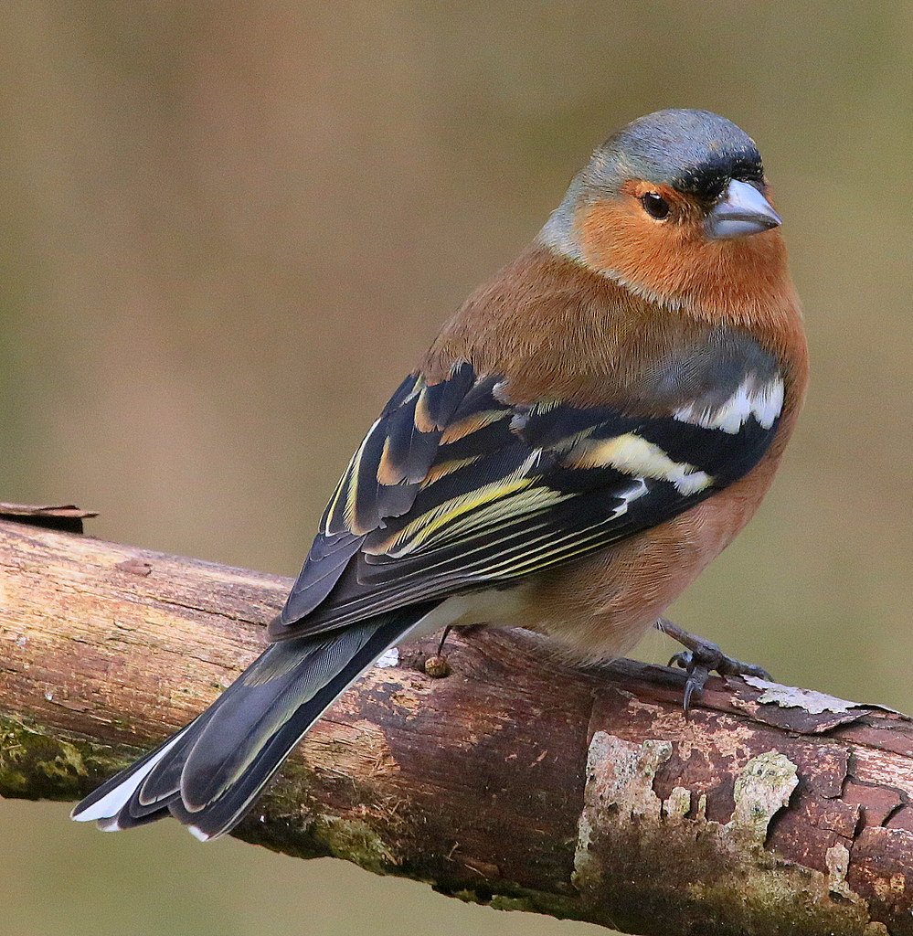 Вьюрковые Зяблик