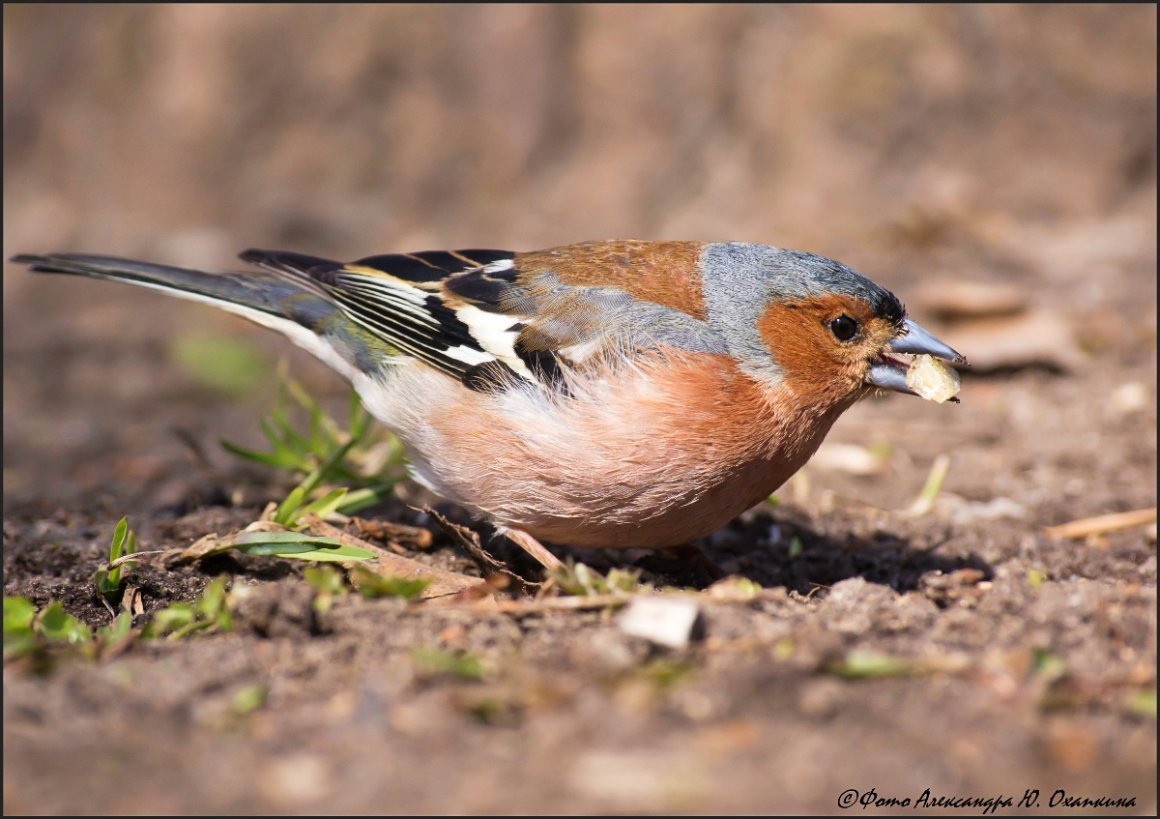 Дрозд Зяблик