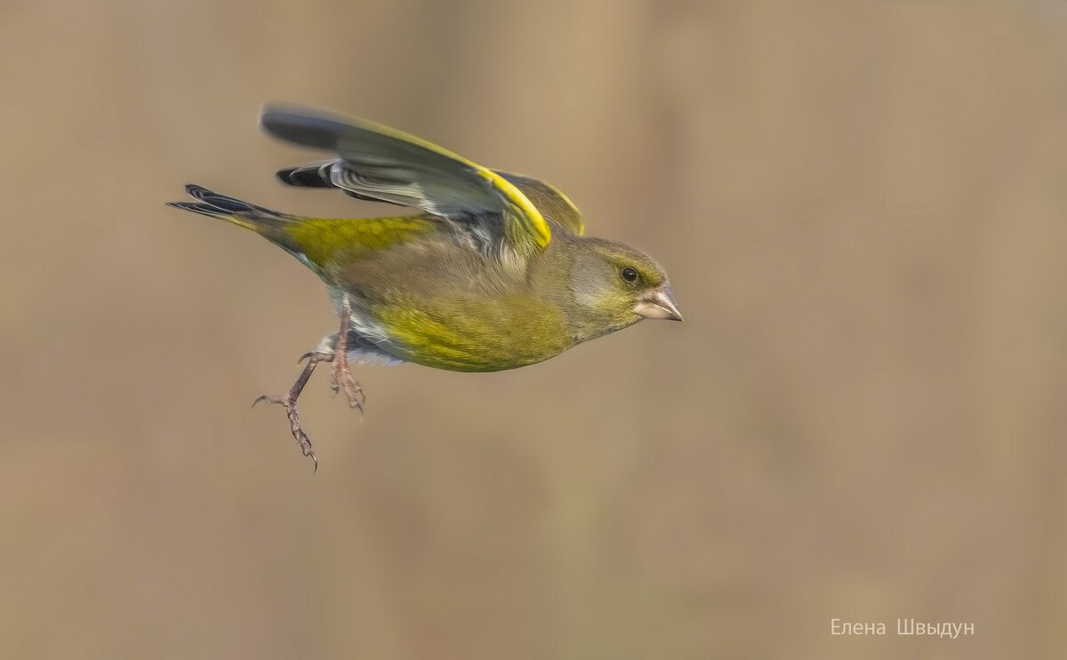 Зеленушка Бутлерова бабочка