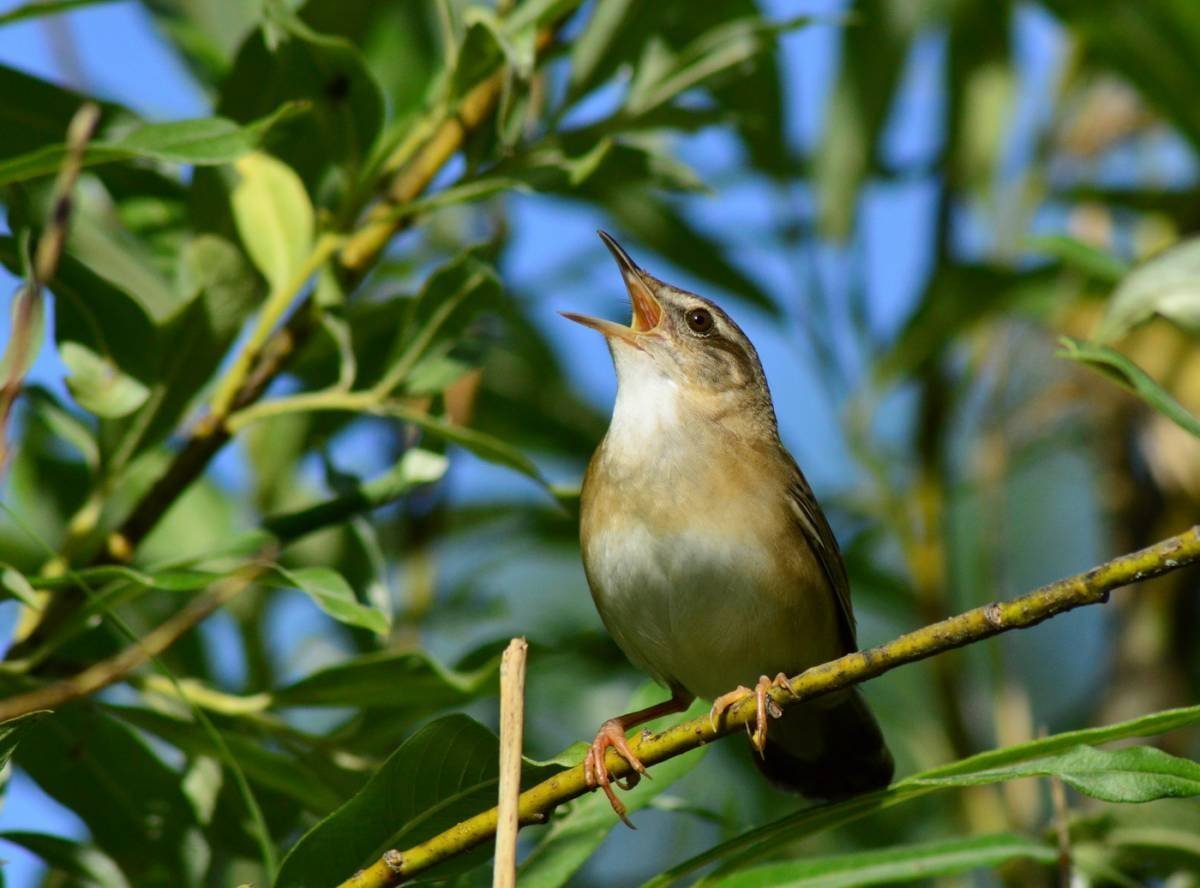 Пересменщица птичка певчая
