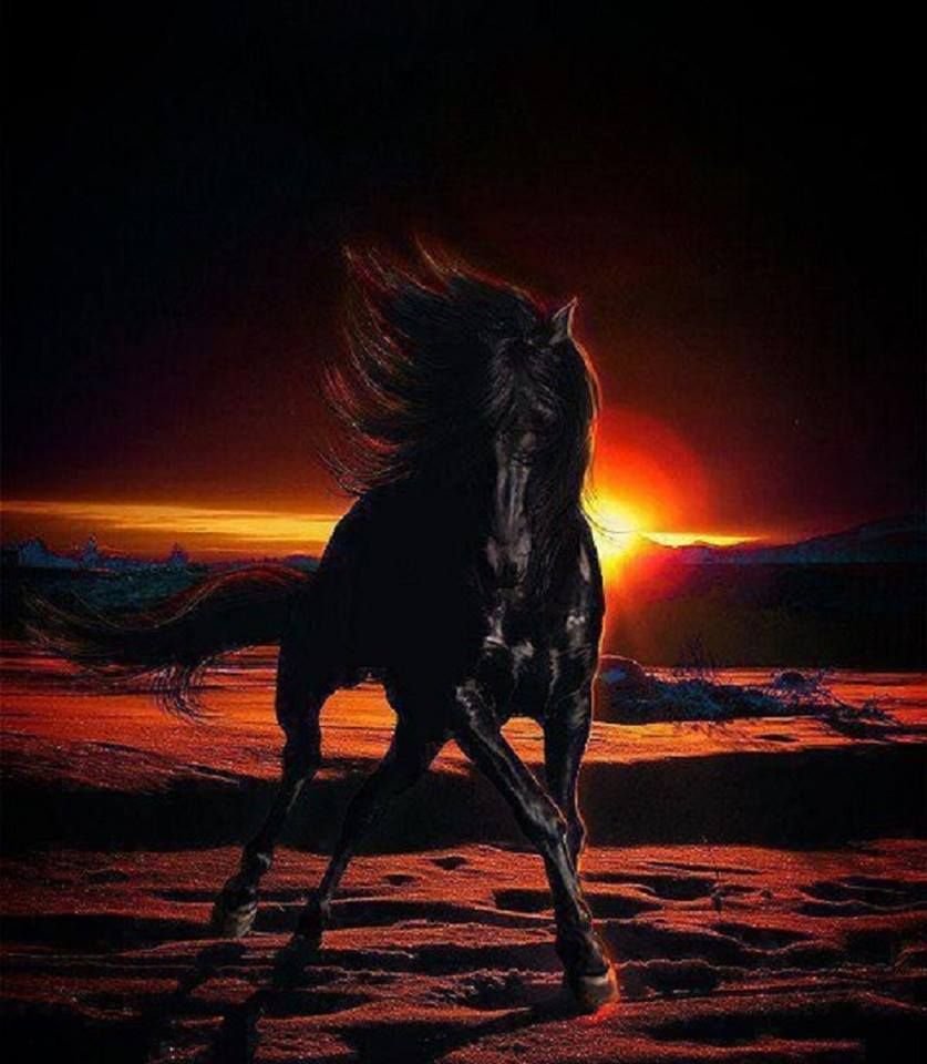 Черный конь ночью