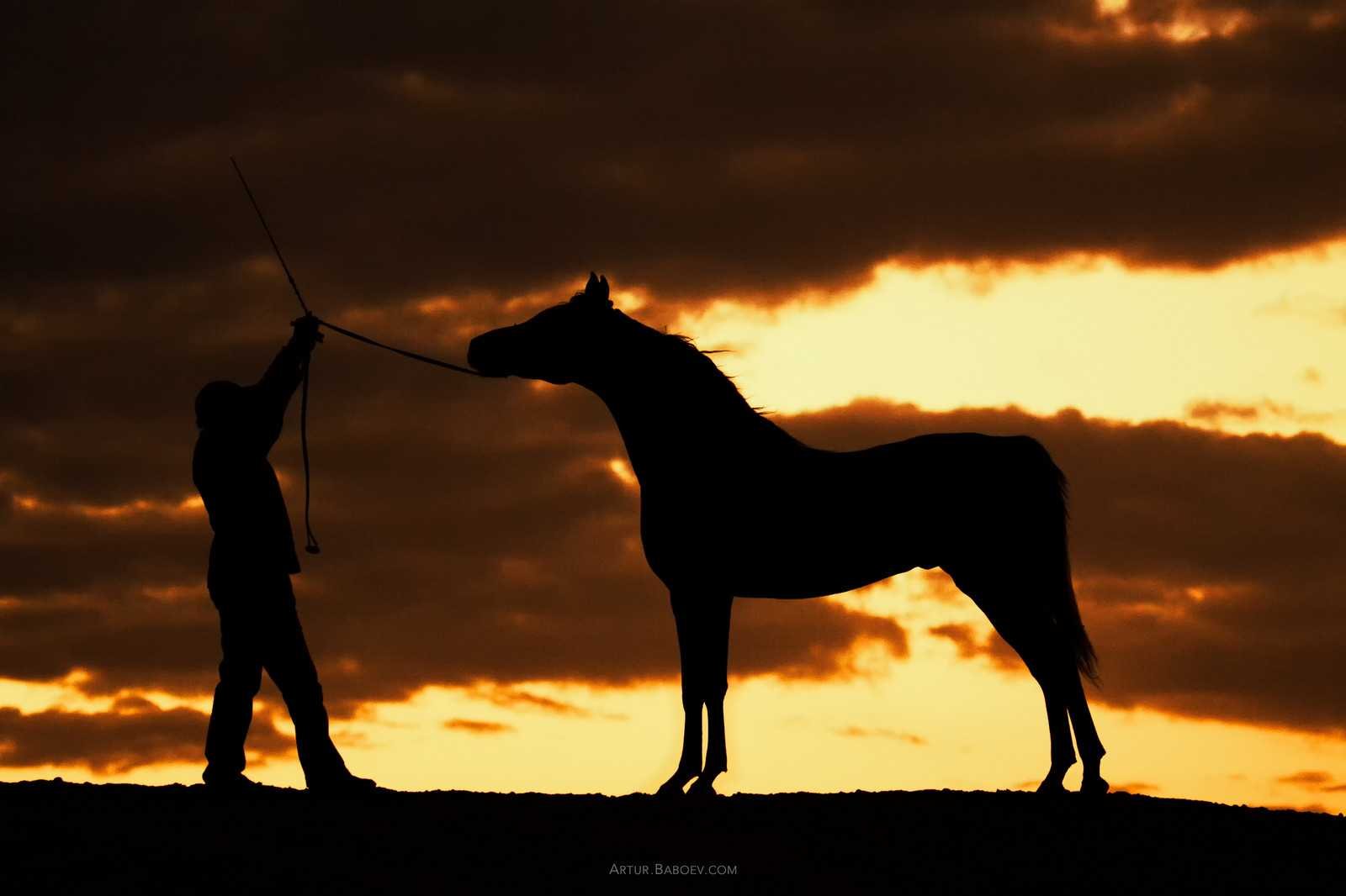 Караоке музыка конь. Конь в поле. Конь ночью.