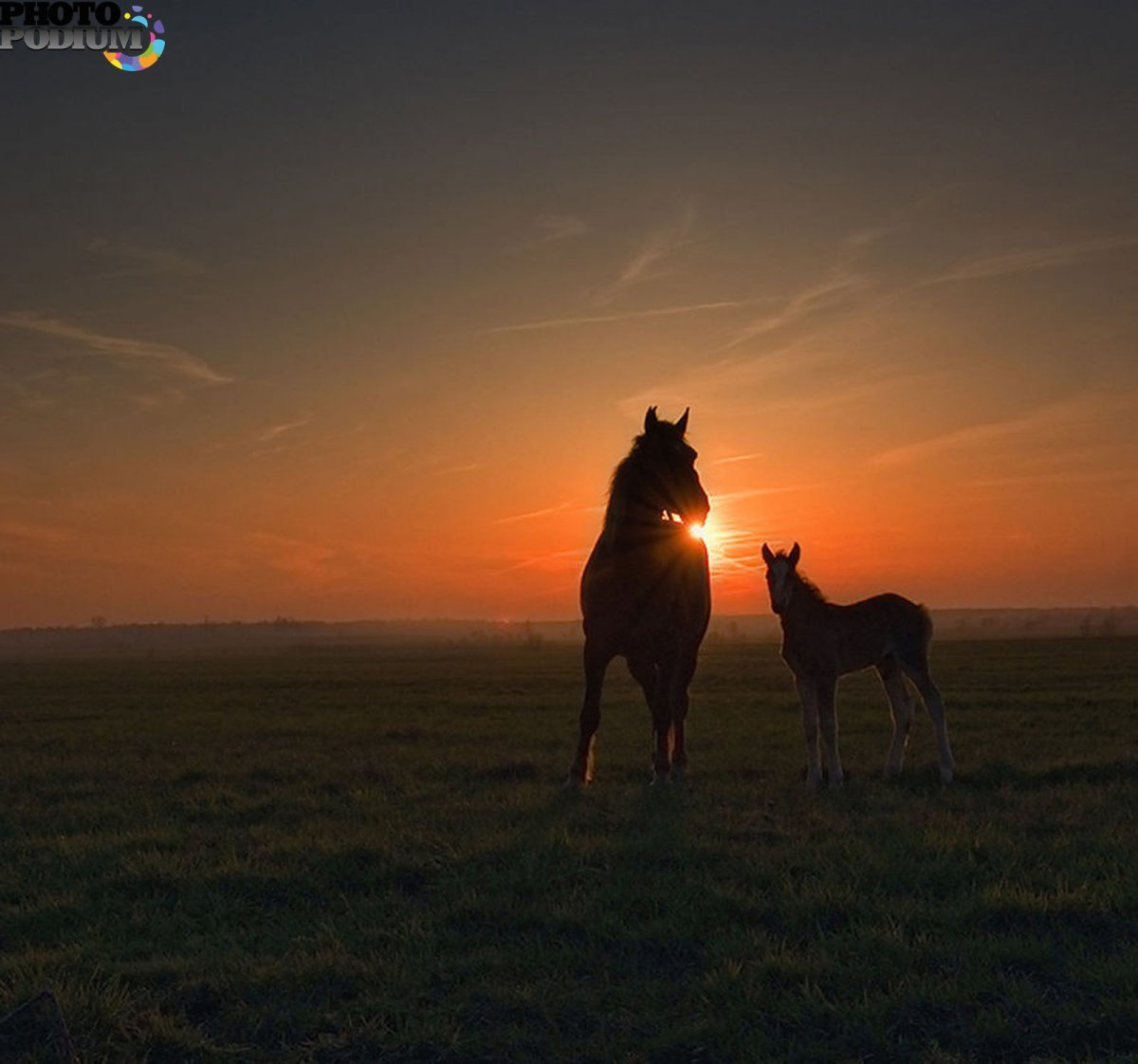 Лошадь в поле на закате