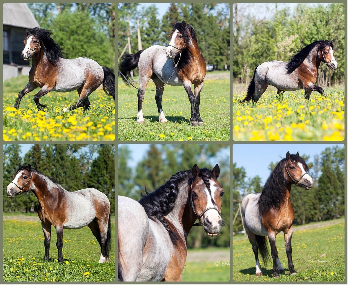 Конный клуб Добрыня отзывы