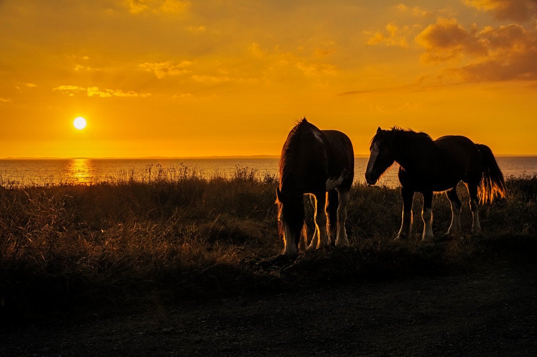 Табун лошадей на закате