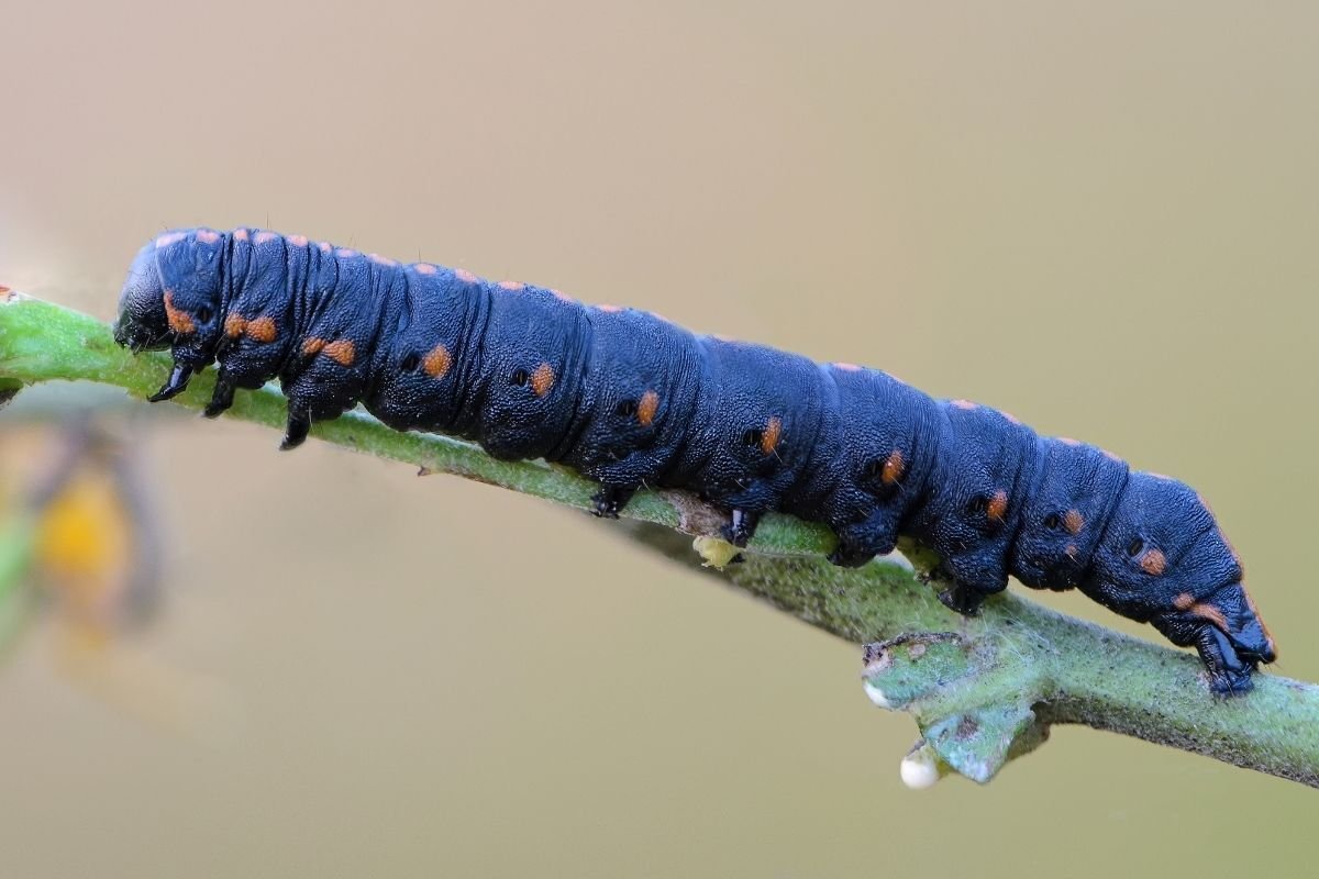 Blue Caterpillar гусеница