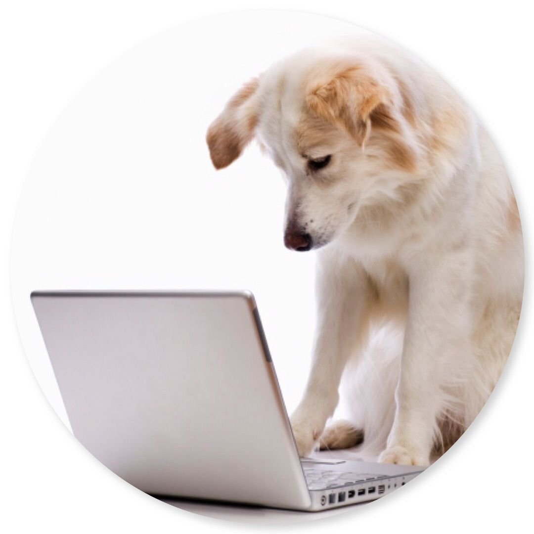 Собака с ноутбуком