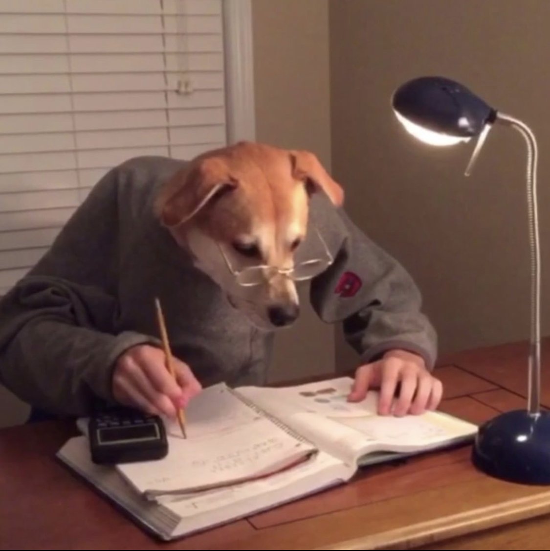 Собака на экзамене