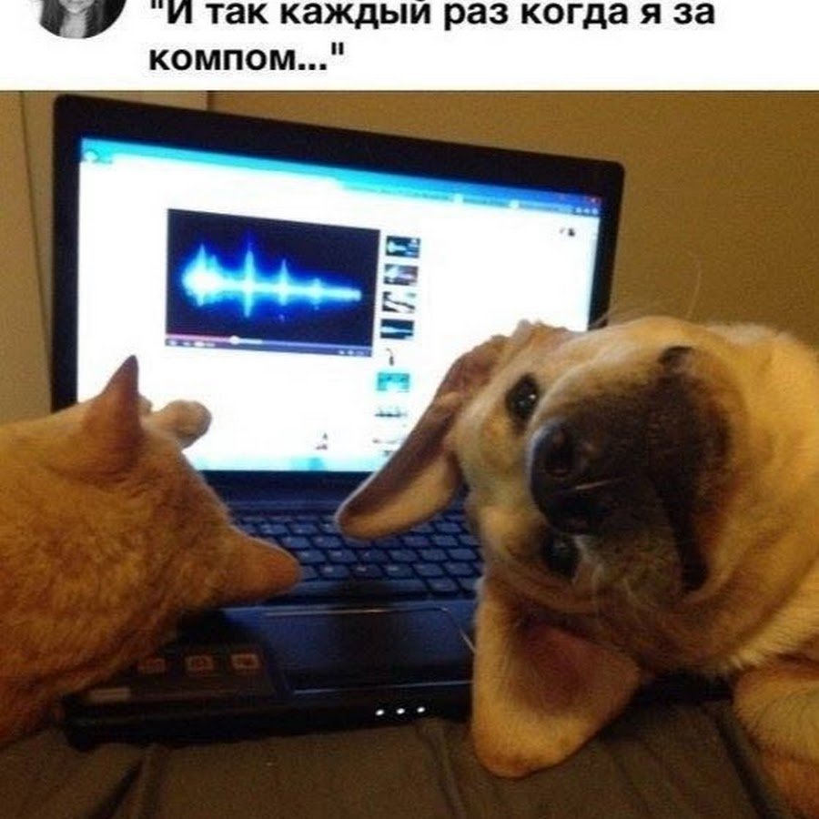 Смешные животные за компом
