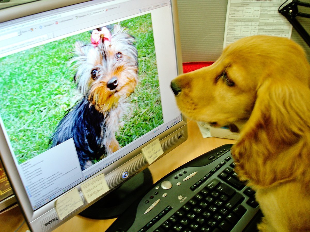 Собака интернет