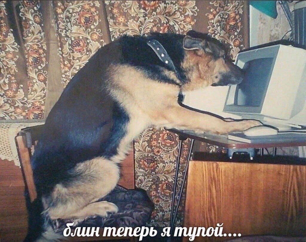 Собака 20 лет