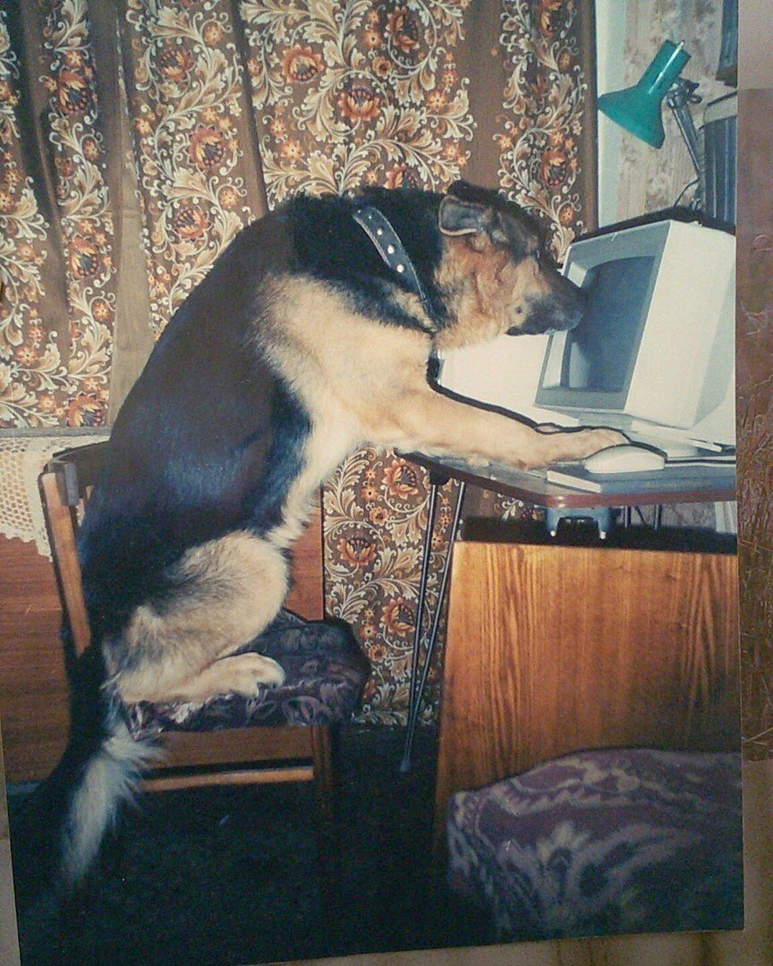 Собака сутулая заткомпом