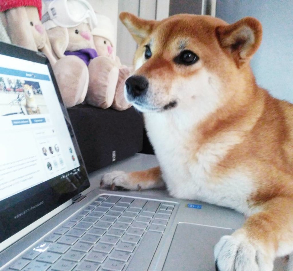 Шиба ину+компьютер