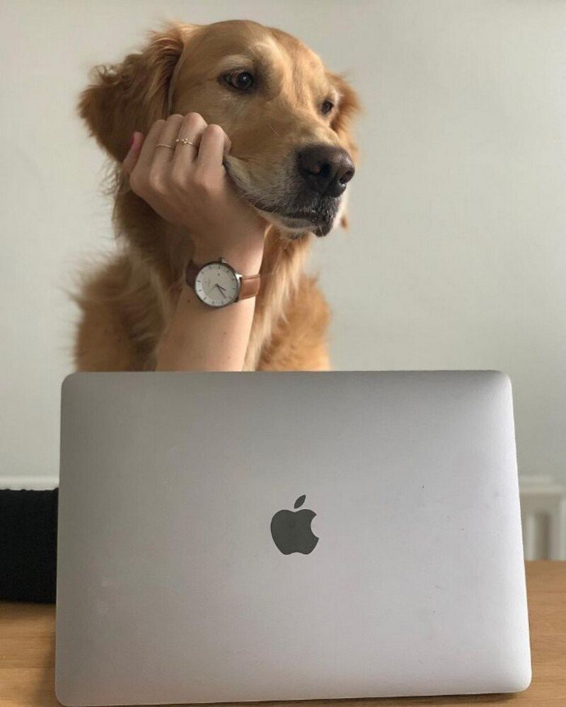 Собака за ноутом