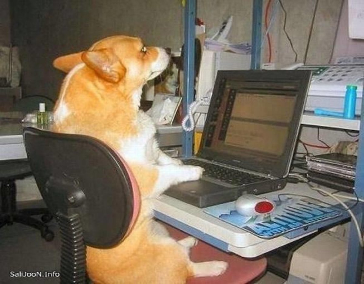 Собака за компьютером
